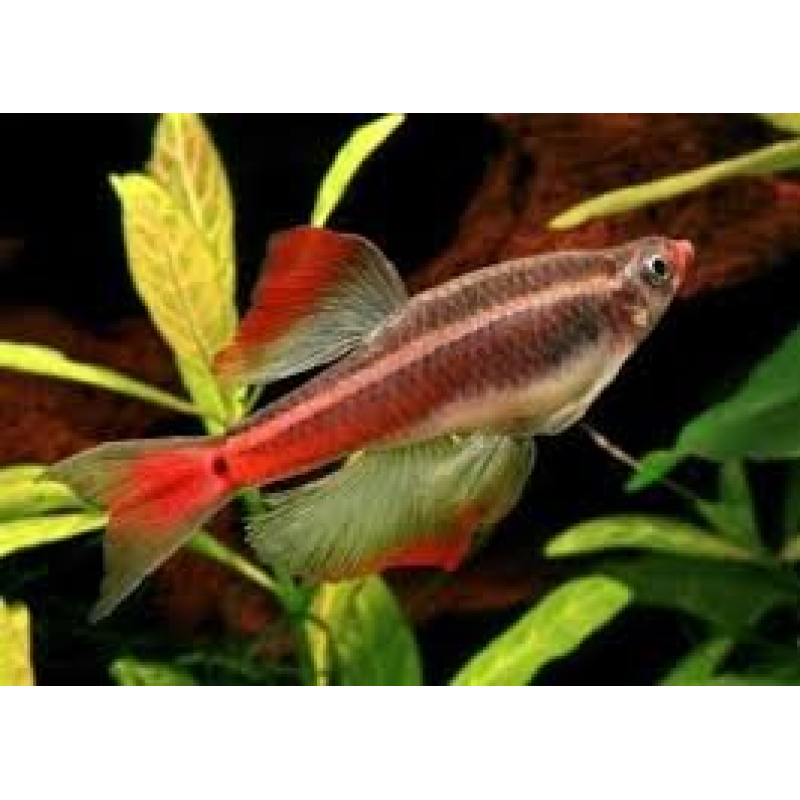 Chinese danio sluier 3cm